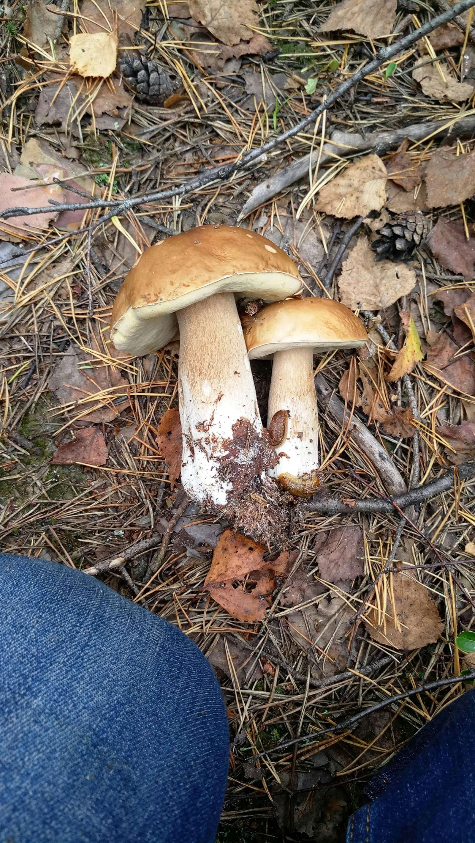 End of the season in the suburbs - My, Mushrooms, Подмосковье, Deer horns, Boletus, Porcini, Longpost