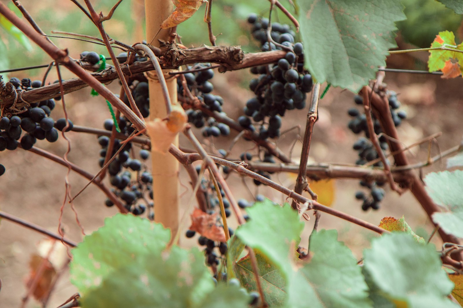 Autumn - My, The photo, Autumn, Grape, I want criticism