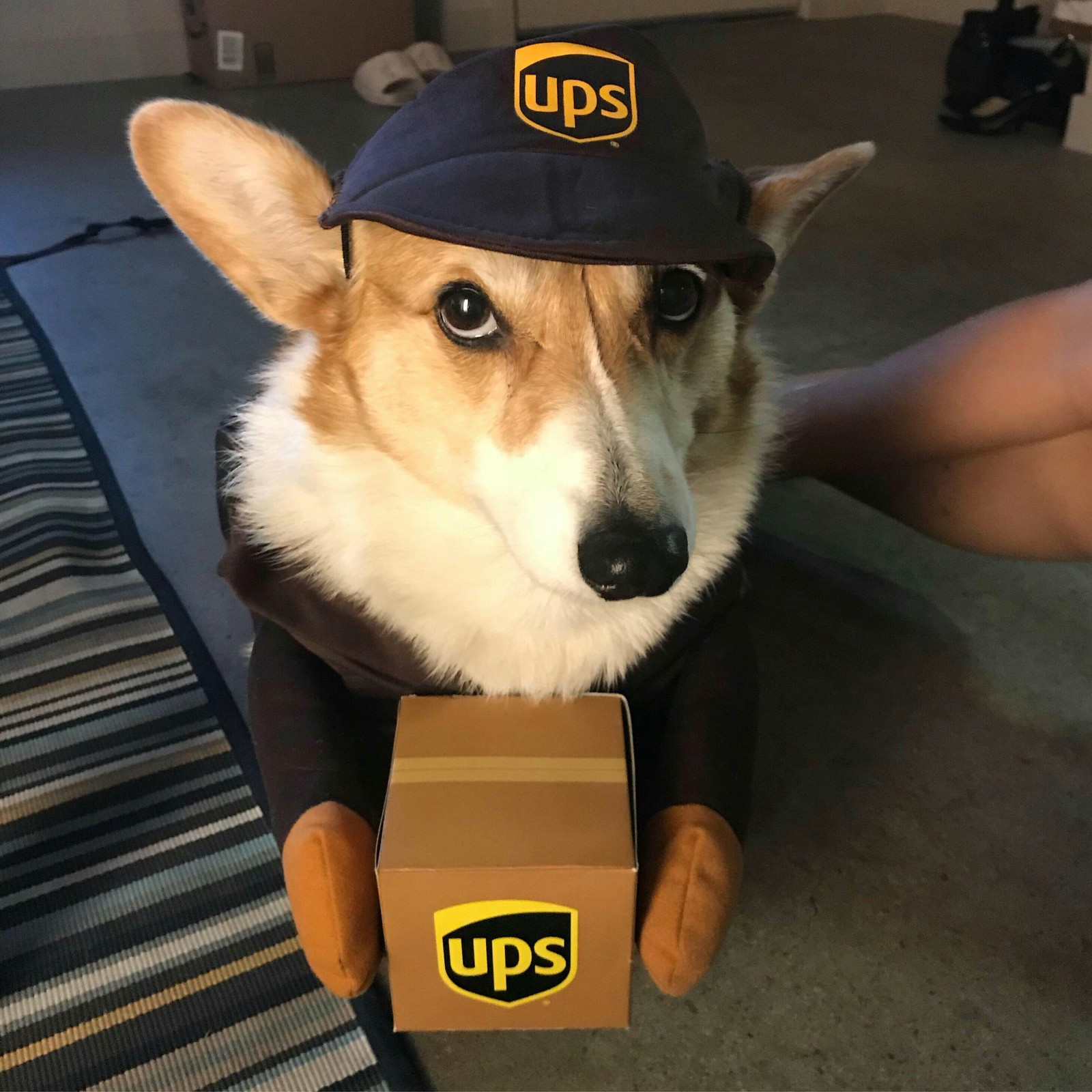 A package for you - Reddit, Corgi, Milota, Package, Dog