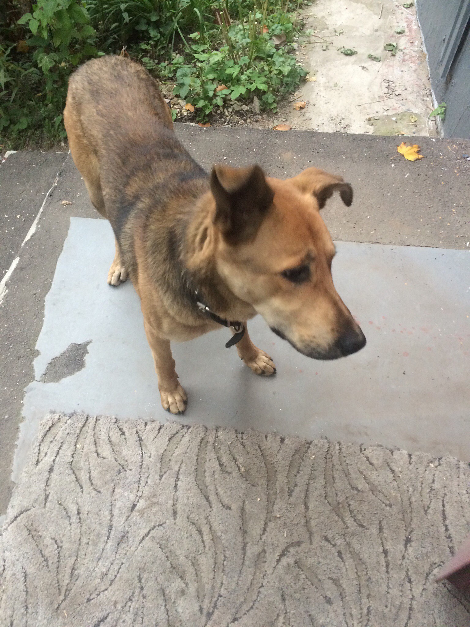 Found a dog - My, The dog is missing, Found a dog, Longpost, Help, Helping animals