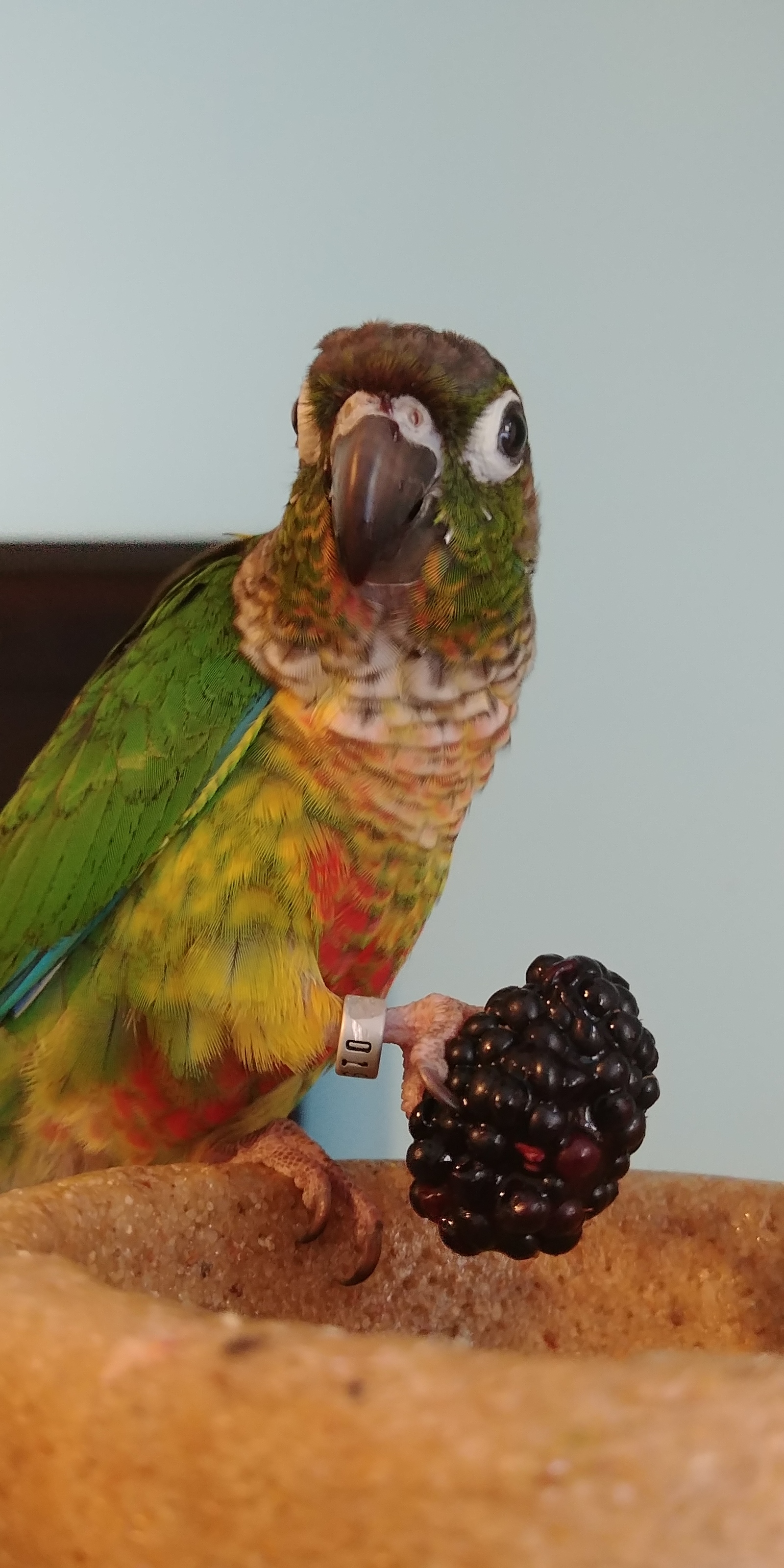 eating - My, Birds, A parrot