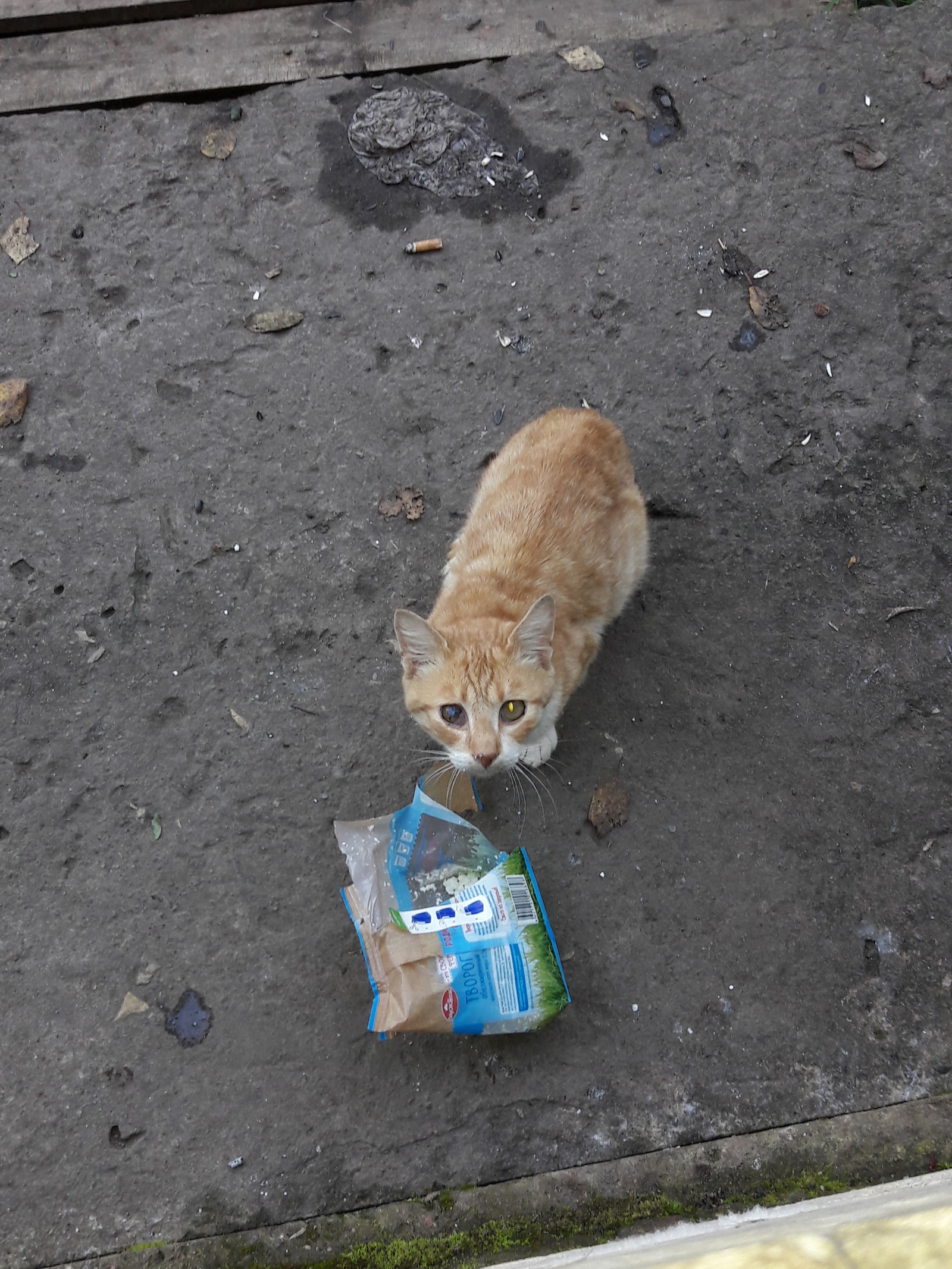 Cat Kutuzov and dog Chernysh. - My, Dog, cat, Longpost