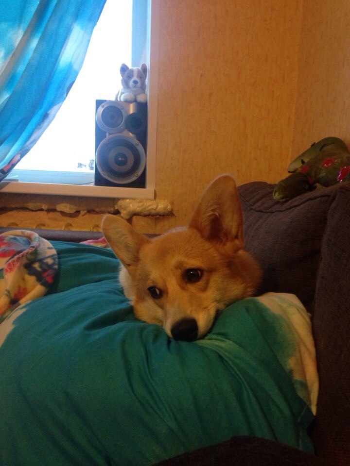 Always hungry and very sad - My, Corgi, Dog, Longpost