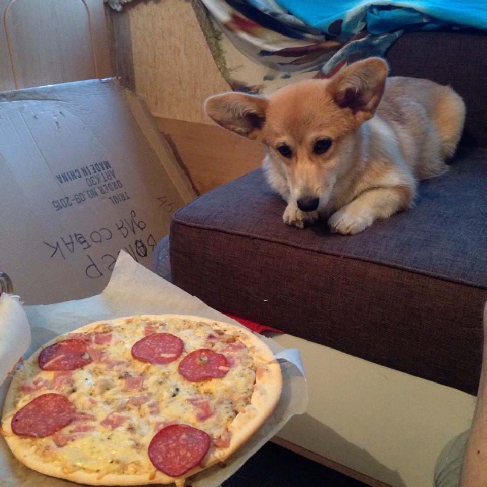 Always hungry and very sad - My, Corgi, Dog, Longpost