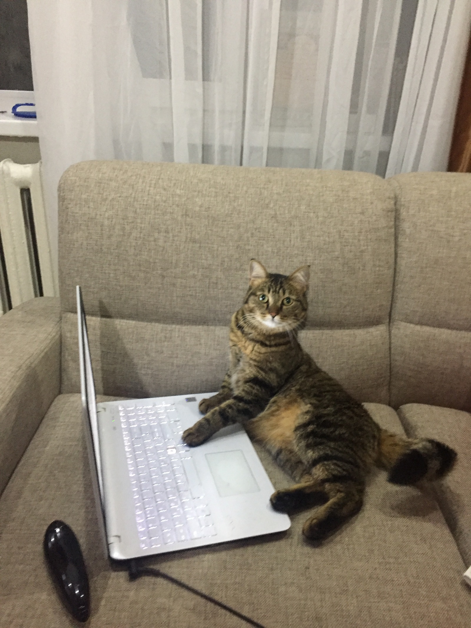 Котик за ноутбуком