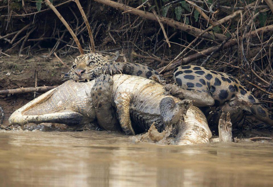 Jaguar vs crocodile - Wild animals, cat, Crocodile, Wild World, Longpost, Crocodiles