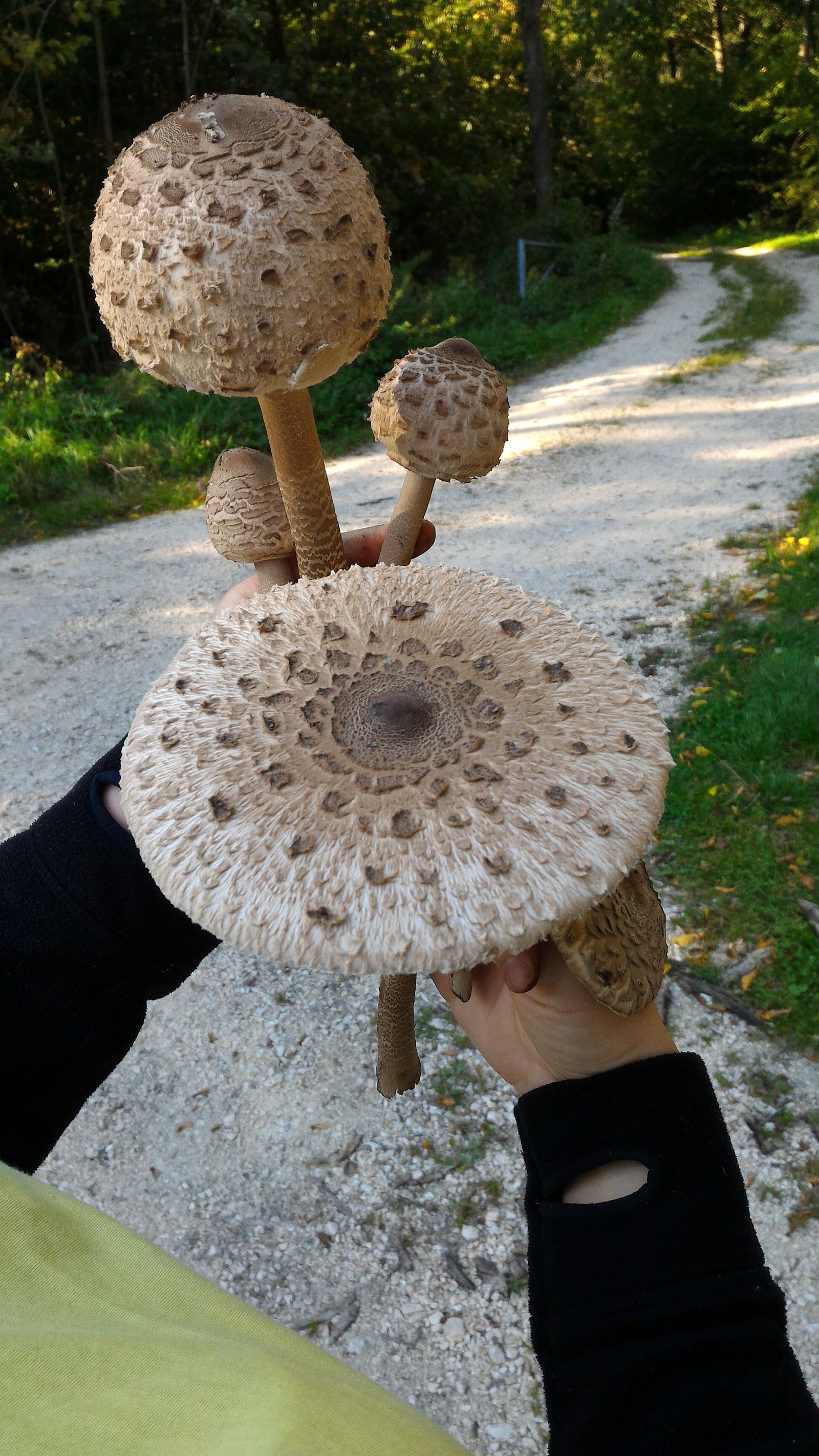 mushroom bouquet - My, Umbrella, Mushrooms, Unusual bouquets