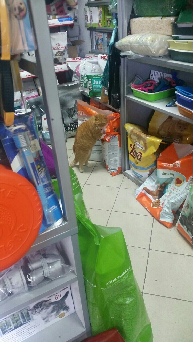 It came to buy food for the cat, and the seller has lunch - My, cat, Score, Dinner, Longpost