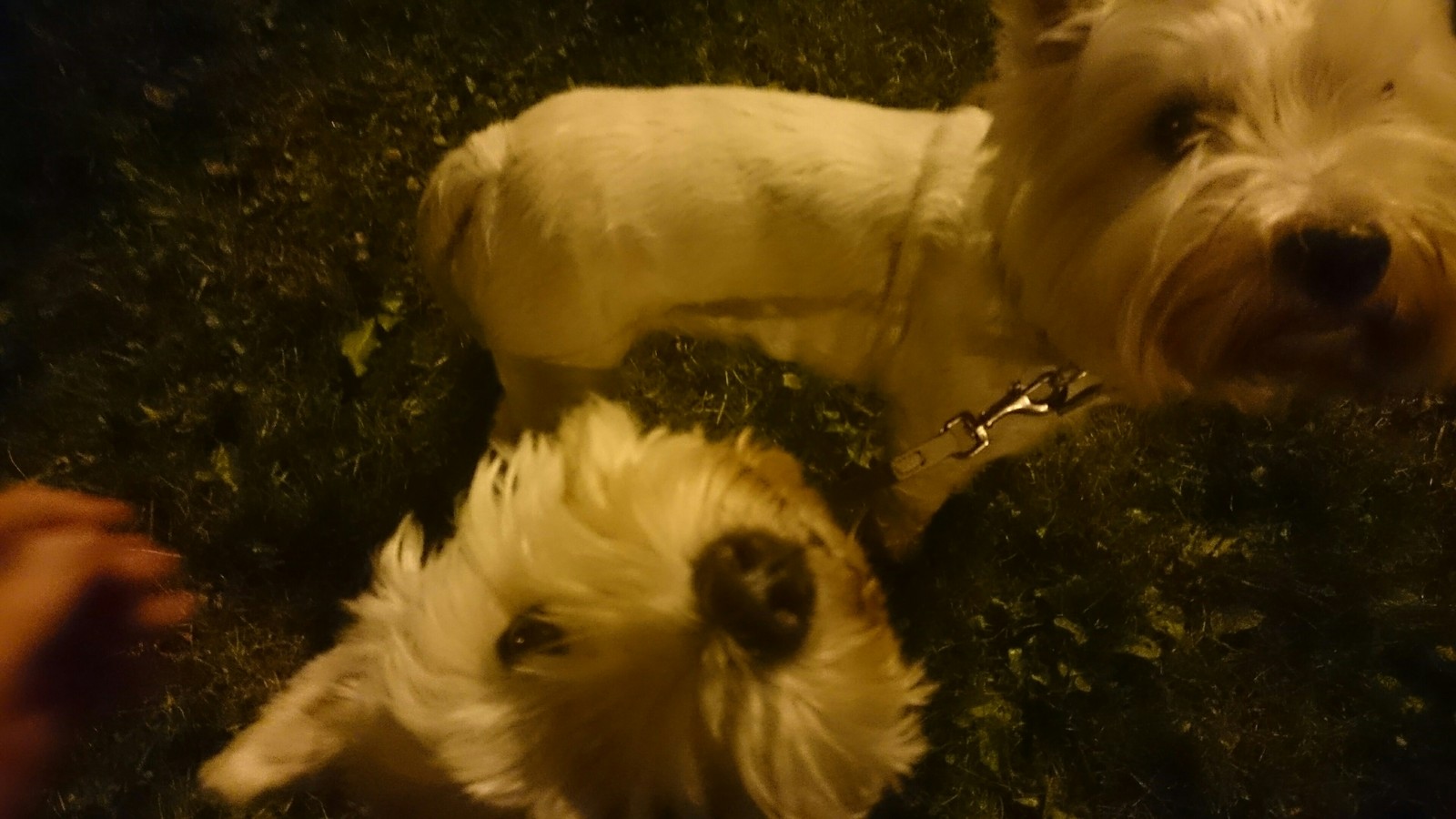 Psinophoto series - My, Dog, West Highland White Terrier, Pseudophilosophy, The photo, the washing up, , Nobody reads tags