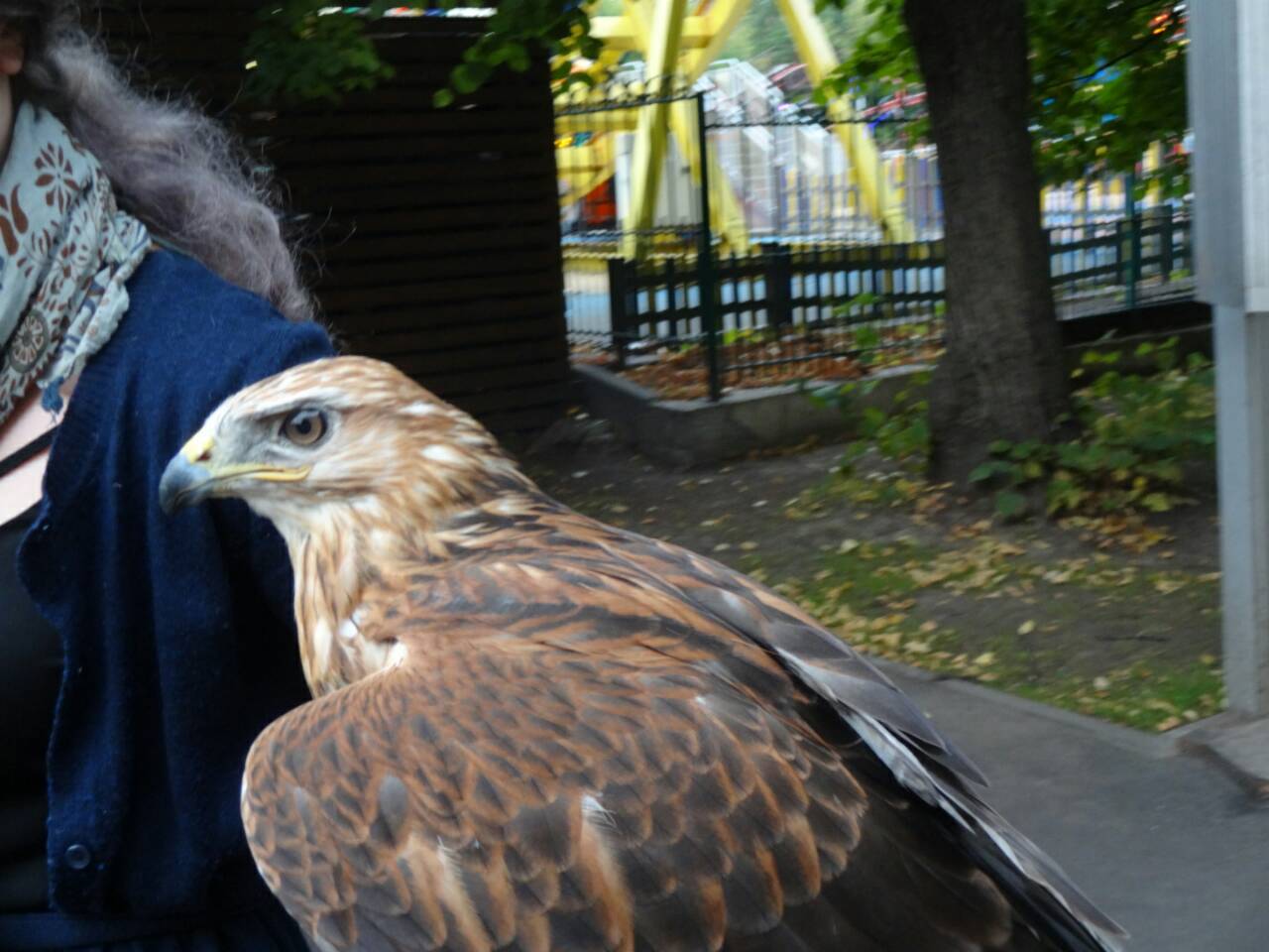 Peekaboo, need help! - My, Help, Moscow, Hawk, Buzzard, Sokolniki, Longpost