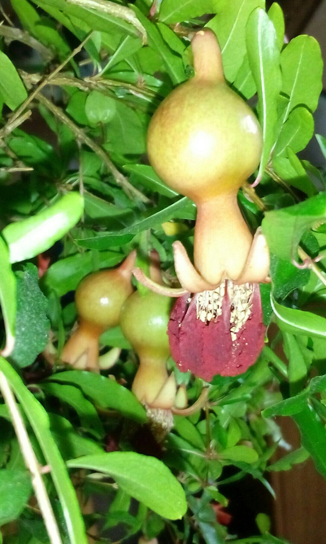 My homemade pomegranate. - My, Grenades, Garnet, Houseplants, Plants, Longpost, Hand grenade