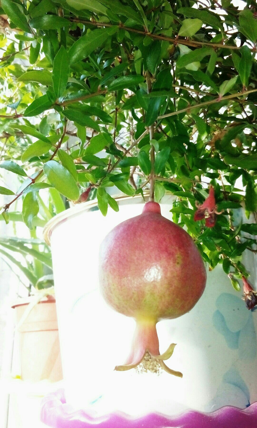 My homemade pomegranate. - My, Grenades, Garnet, Houseplants, Plants, Longpost, Hand grenade