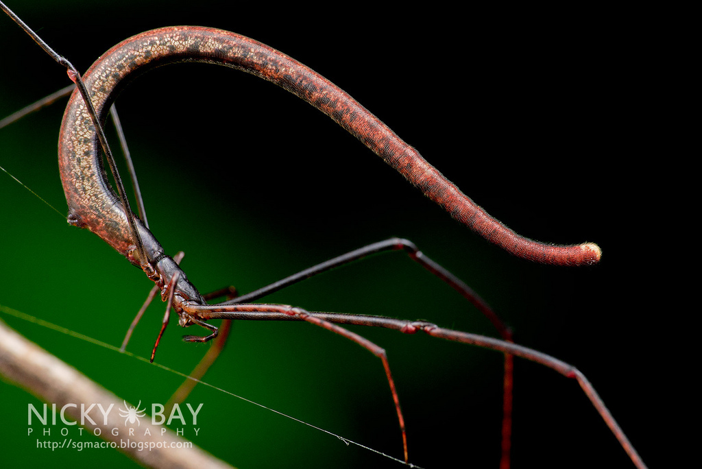 Spiders are good at cosplay. - My, Spider, Mimicry, Disguise, Longpost