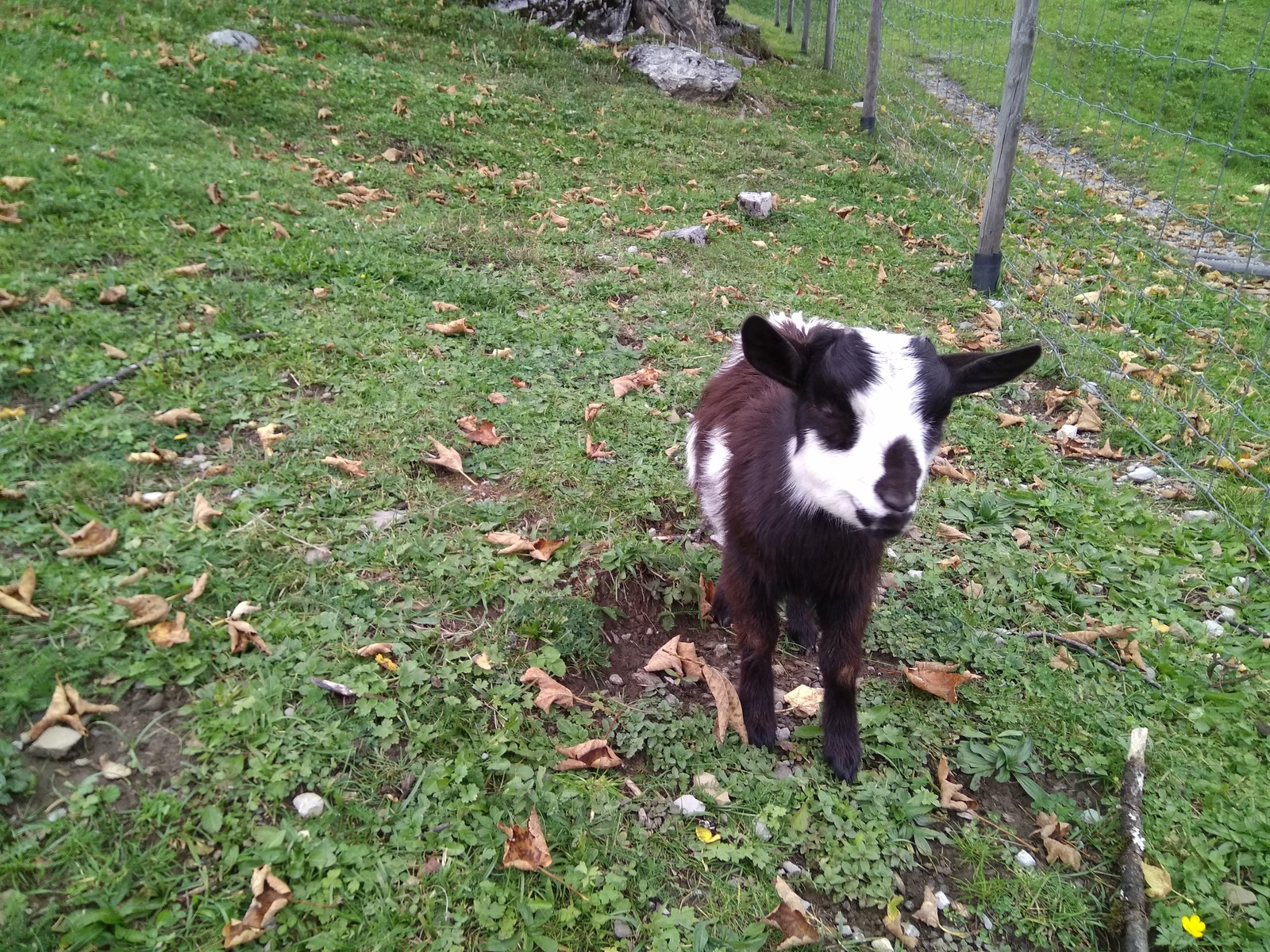 The story of one walk. - My, Longpost, Animals, Switzerland