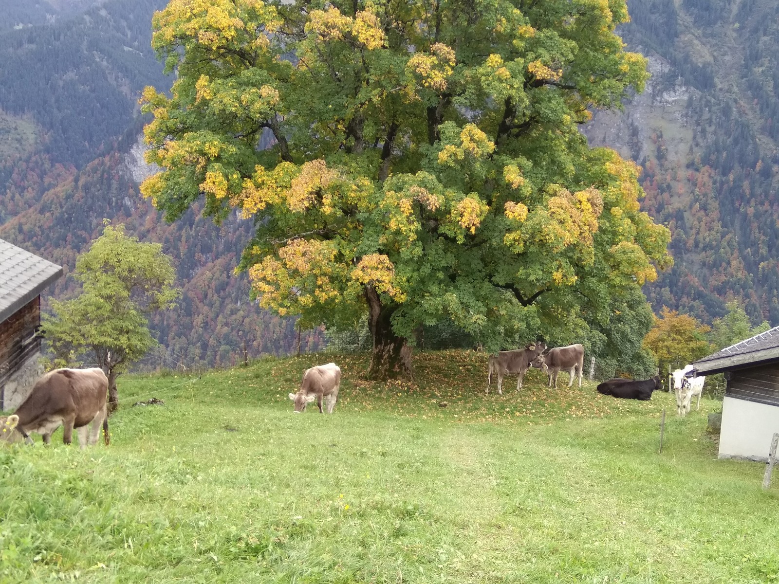 The story of one walk. - My, Longpost, Animals, Switzerland