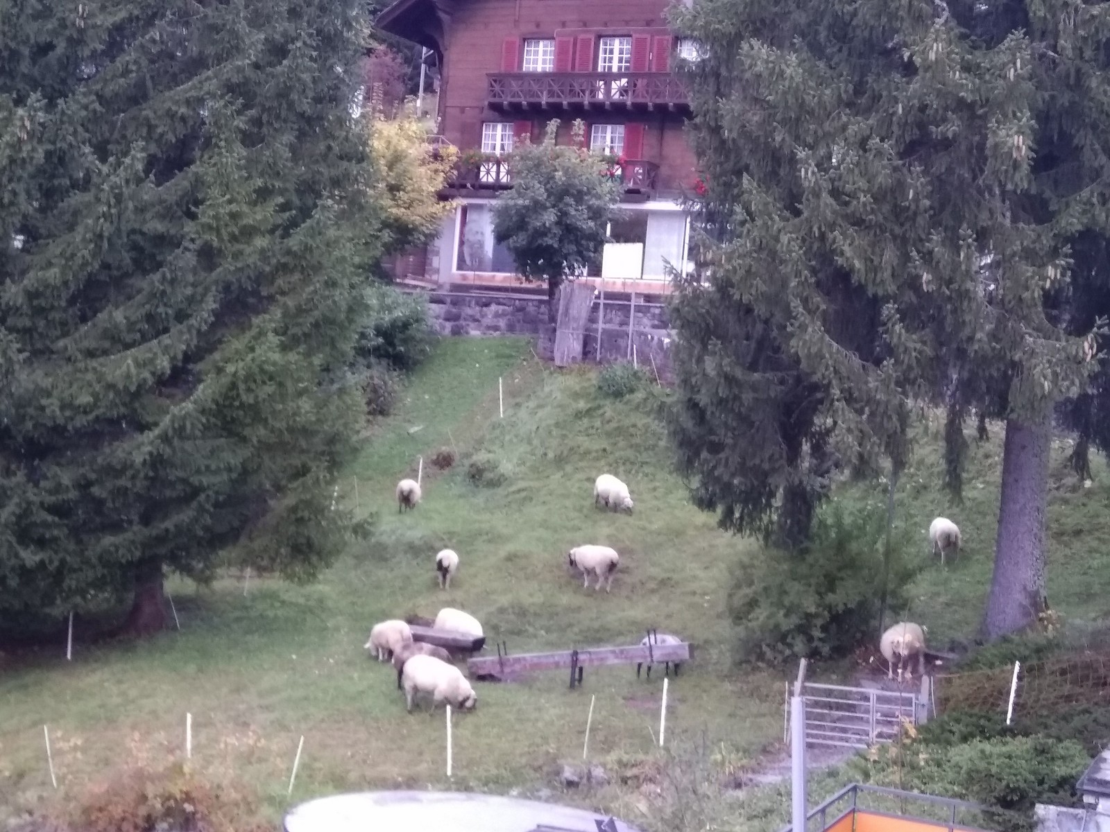 The story of one walk. - My, Longpost, Animals, Switzerland