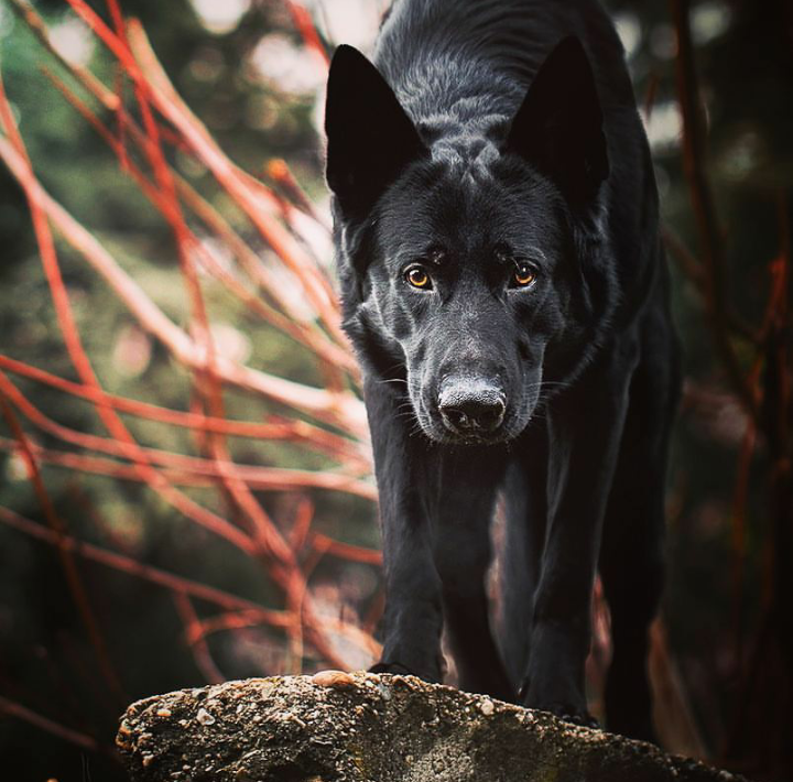 Amber eyes - Dog, The photo, Nature