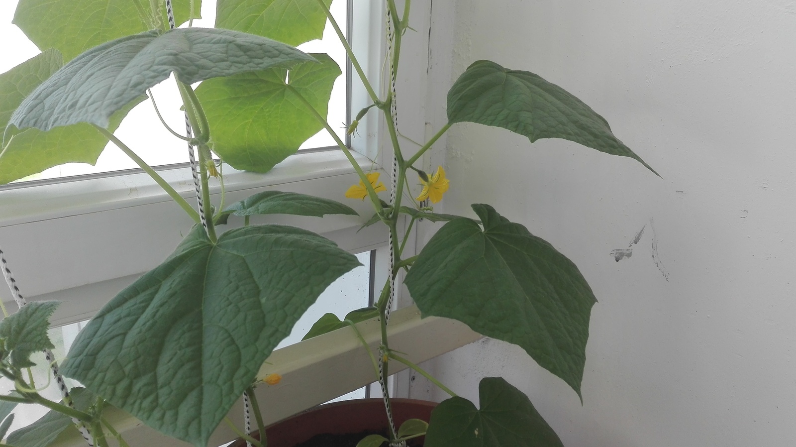 Cucumbers on the balcony. - My, Vegetable garden on the windowsill, , Cucumbers, Garden, Rukozhop, cat, Longpost