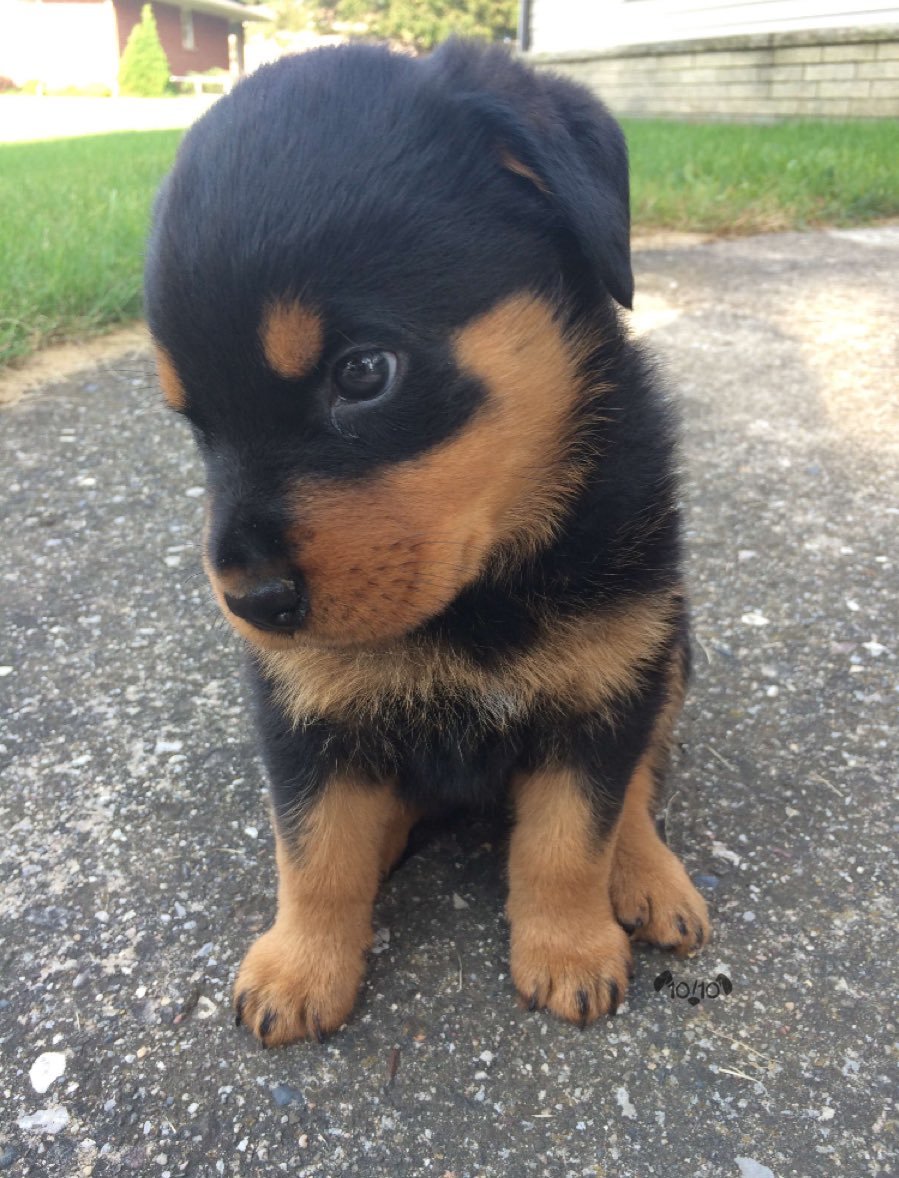 Maya is a deadly dog. He bites off his finger right up to the shoulder. But then she looks so cute that 12 out of 10 will forgive - Dog, Animals, Longpost