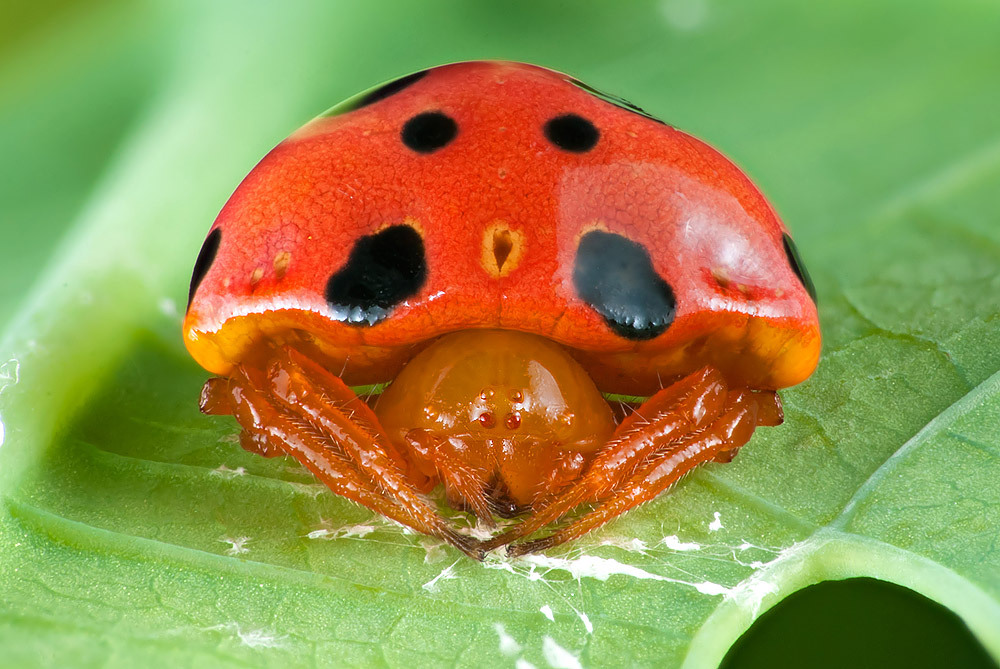 Spiders are good at cosplay. - My, Spider, Mimicry, Disguise, Longpost