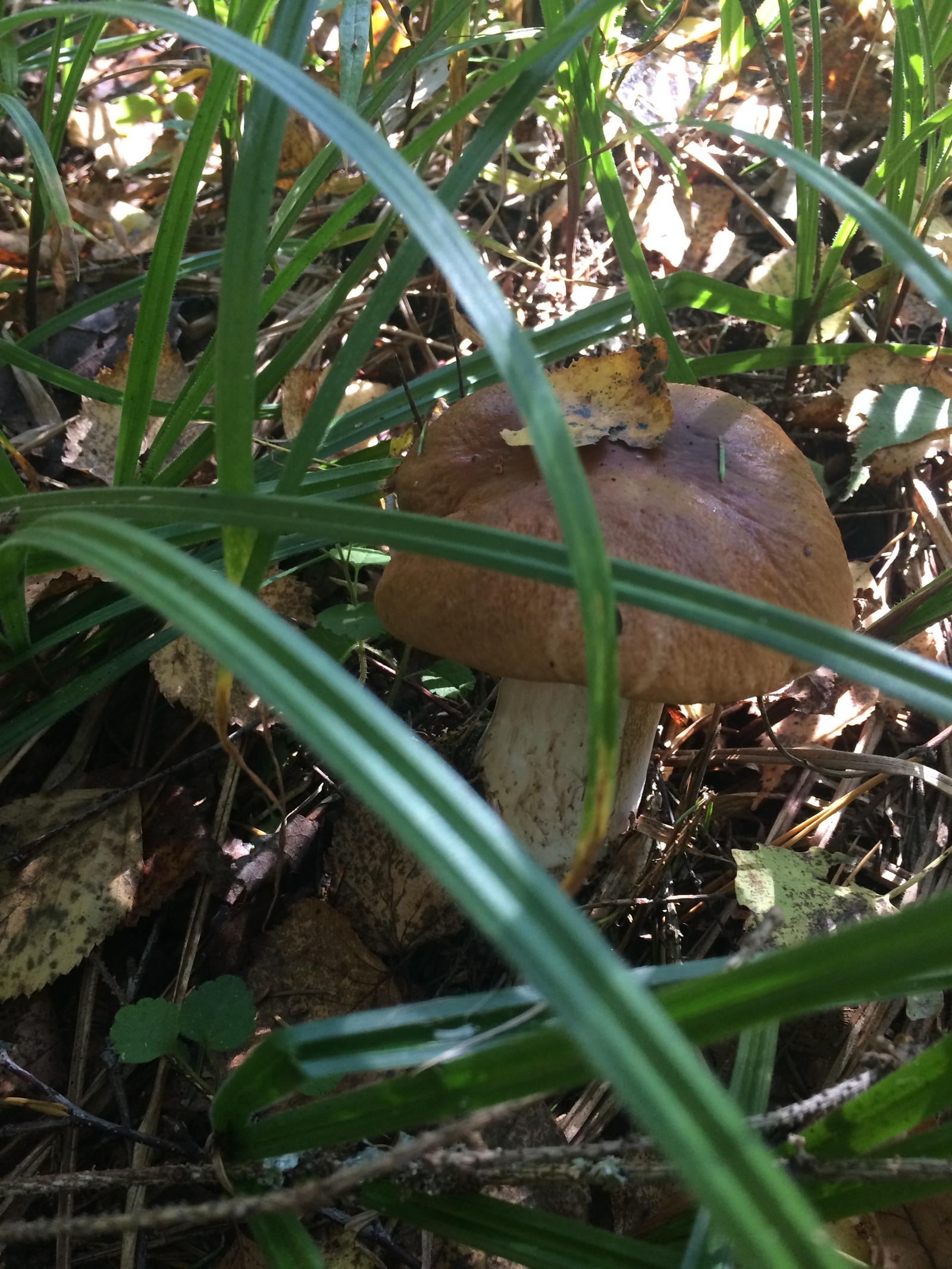 Mushroom harvest in 2017 near Mozhaisk - My, Mushrooms, Forest, Silent hunt, Honey mushrooms, Porcini, Mozhaisk, Longpost