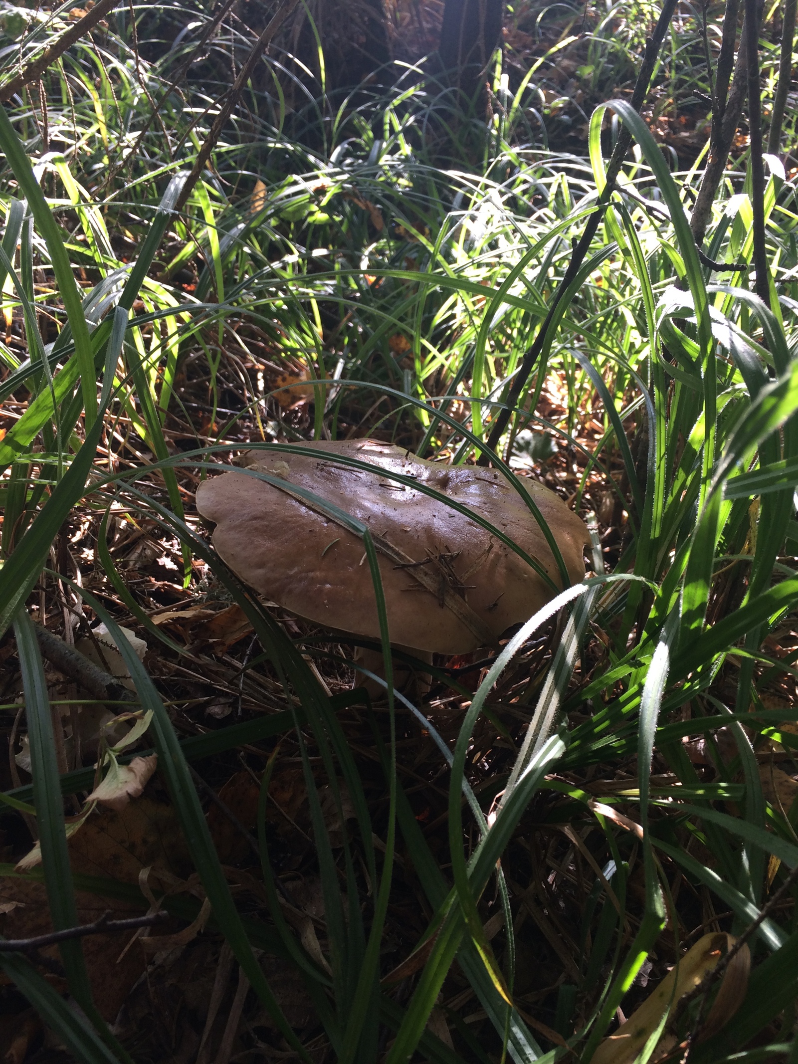 Mushroom harvest in 2017 near Mozhaisk - My, Mushrooms, Forest, Silent hunt, Honey mushrooms, Porcini, Mozhaisk, Longpost