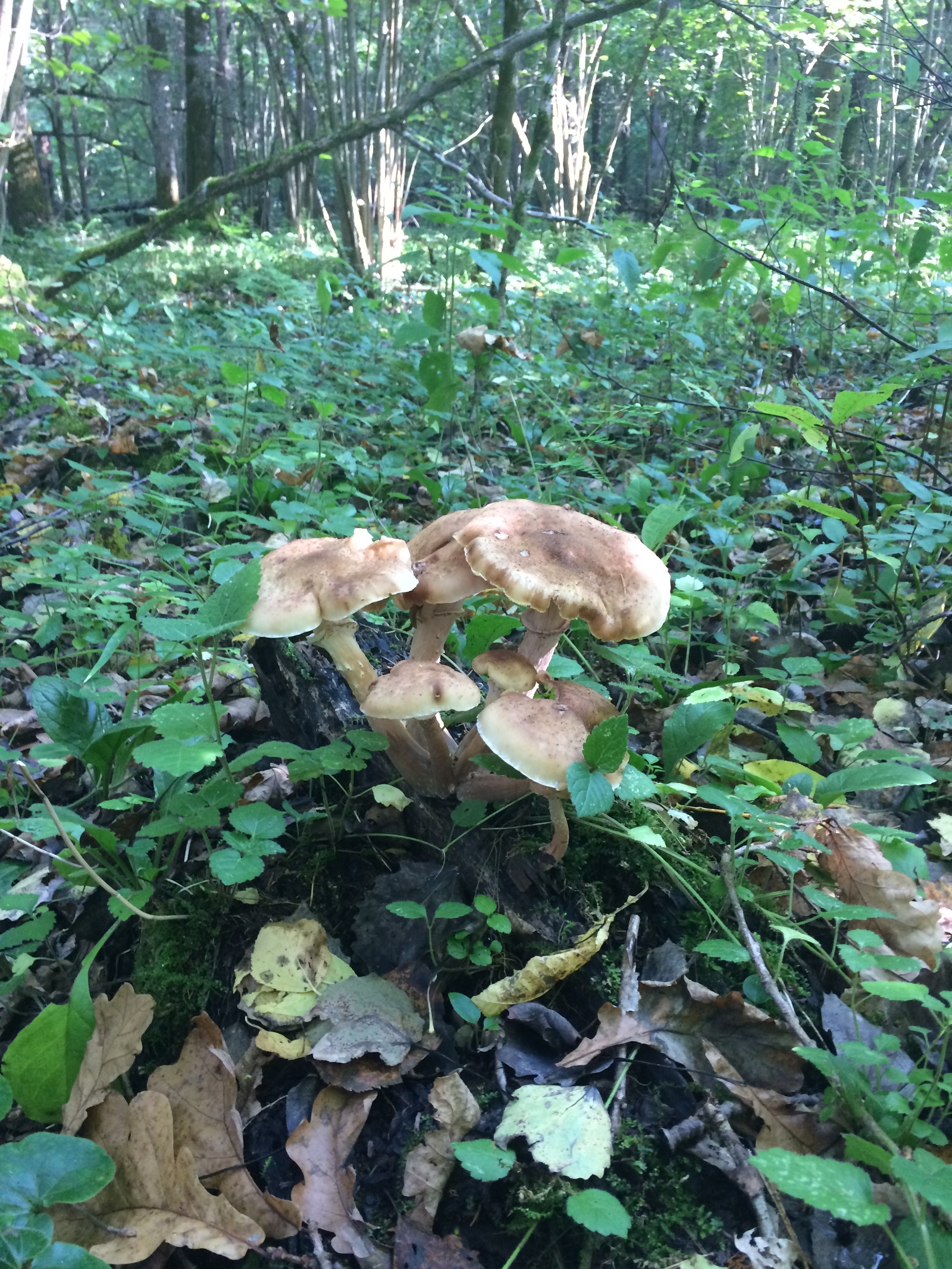 Mushroom harvest in 2017 near Mozhaisk - My, Mushrooms, Forest, Silent hunt, Honey mushrooms, Porcini, Mozhaisk, Longpost