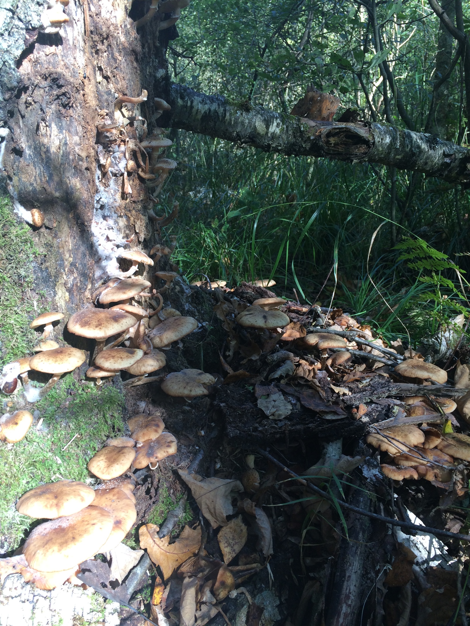 Mushroom harvest in 2017 near Mozhaisk - My, Mushrooms, Forest, Silent hunt, Honey mushrooms, Porcini, Mozhaisk, Longpost