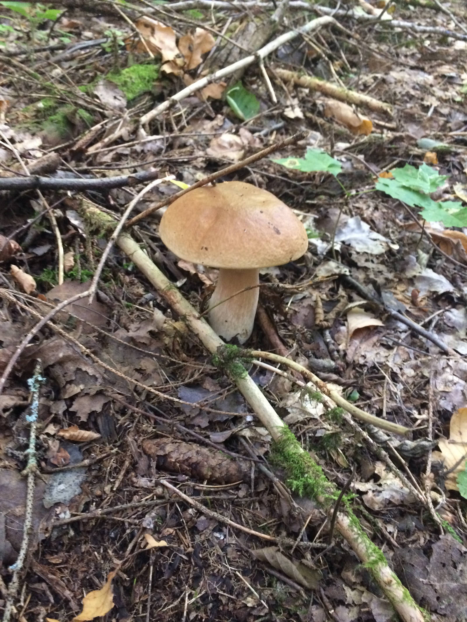 Mushroom harvest in 2017 near Mozhaisk - My, Mushrooms, Forest, Silent hunt, Honey mushrooms, Porcini, Mozhaisk, Longpost