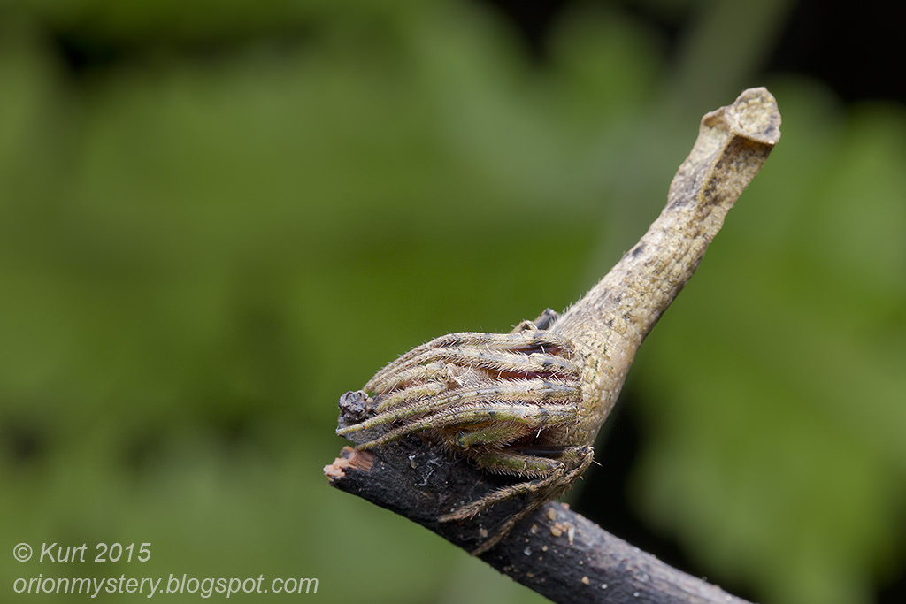 Spiders are good at cosplay. - My, Spider, Mimicry, Disguise, Longpost