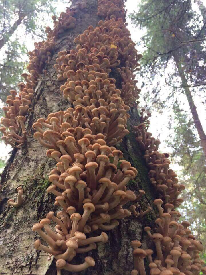 Jackpot - Mushrooms, Forest