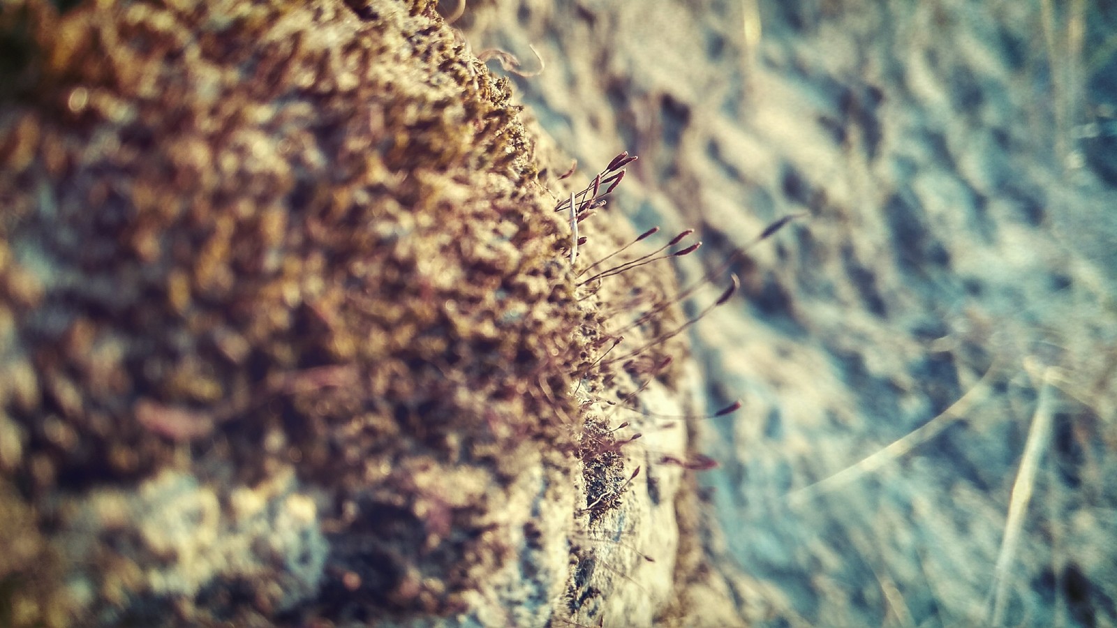 moss on stone - My, Moss, Plants, A rock, The photo, Rate