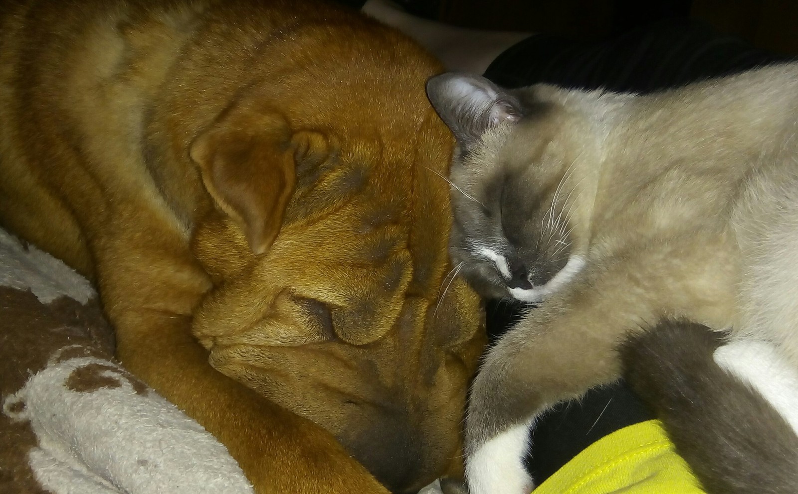 Like a cat with a dog ... - My, cat, Dog, Dream