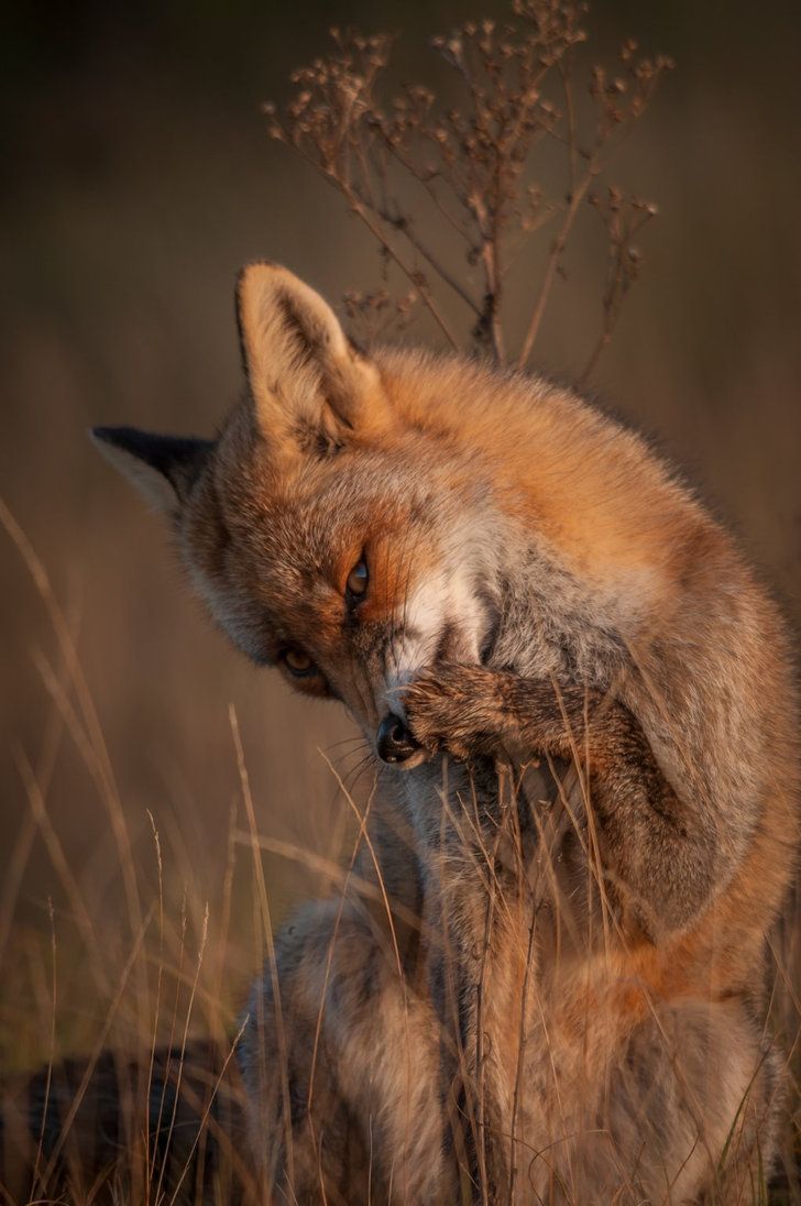 Red-haired beauty ^. ^ - Fox, Fyr, Milota, Animals, Ururu