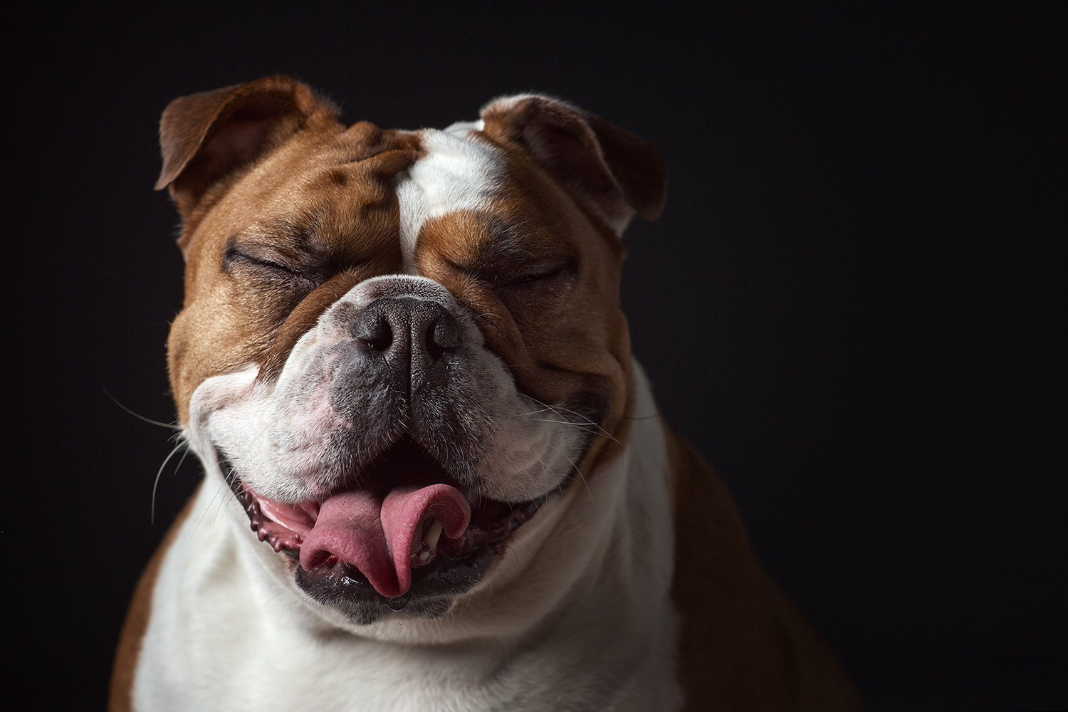 This Photographer Proved Dogs Are Personalities Too - Animals, Dog, Longpost