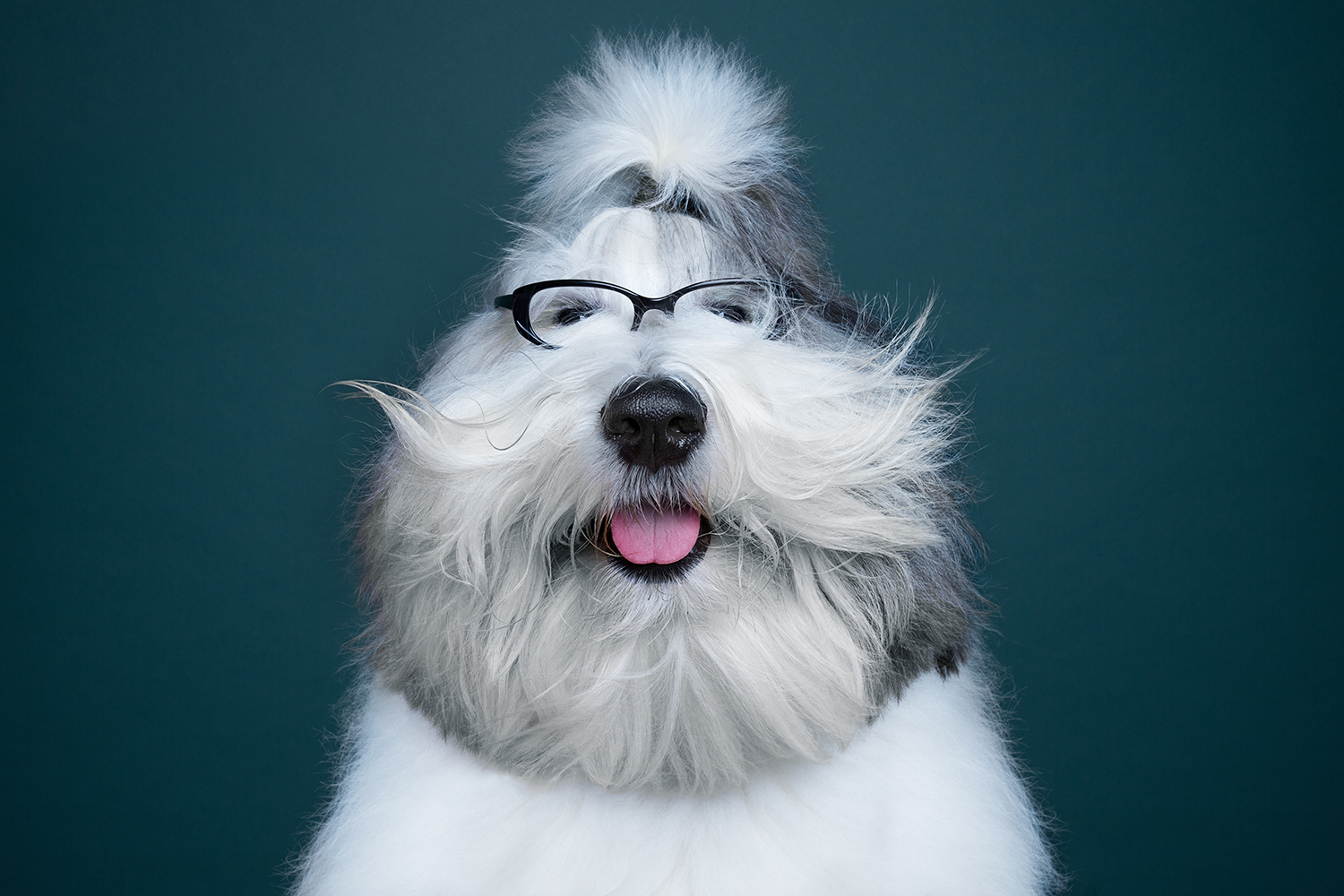 This Photographer Proved Dogs Are Personalities Too - Animals, Dog, Longpost