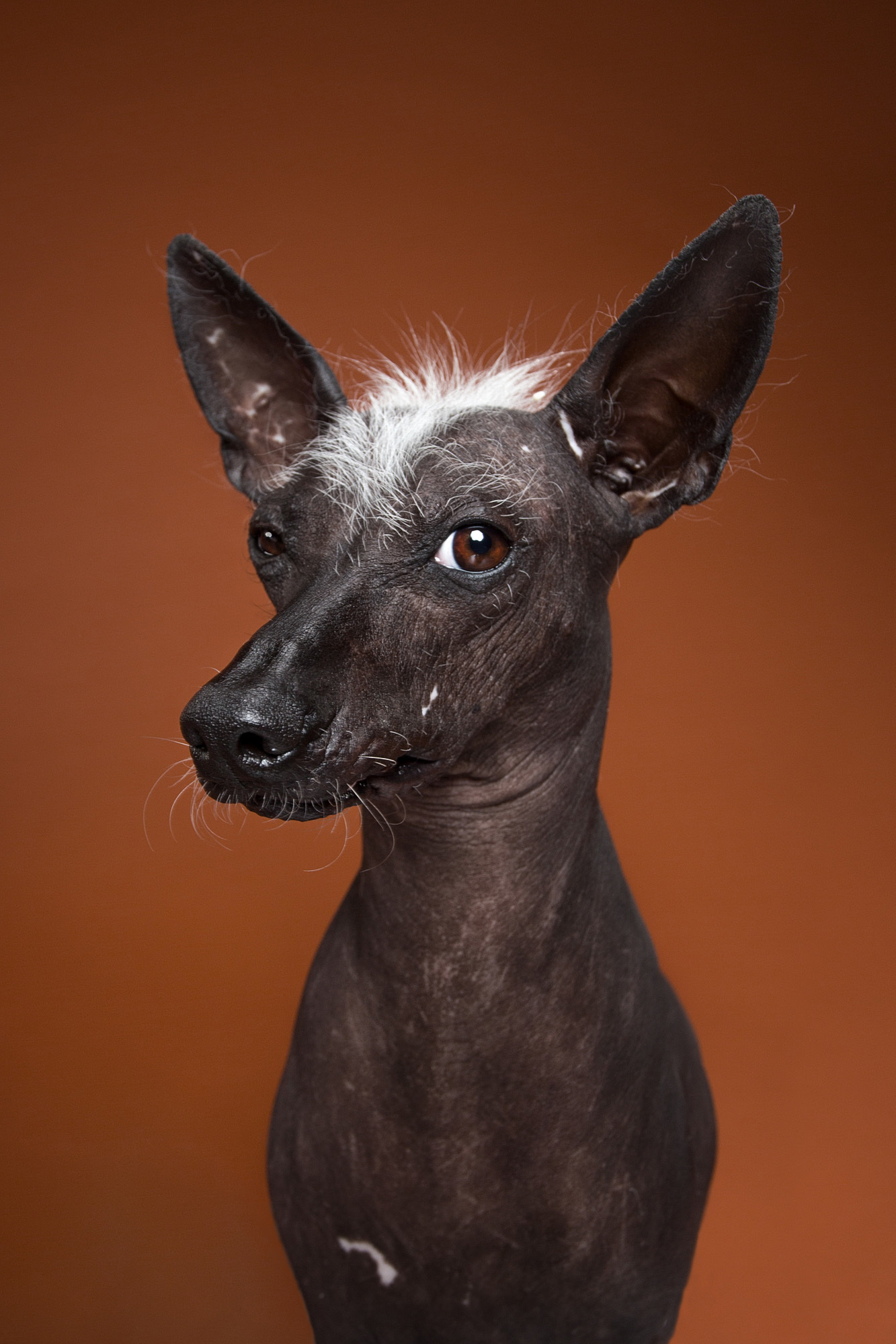 This Photographer Proved Dogs Are Personalities Too - Animals, Dog, Longpost