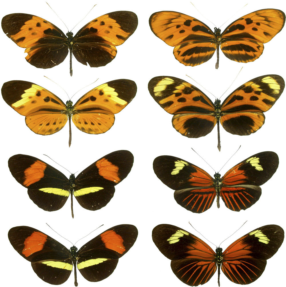 Interspecific hybrids play a vital role in evolution - The science, Evolution, Hybrid, Crossbreeding, Longpost