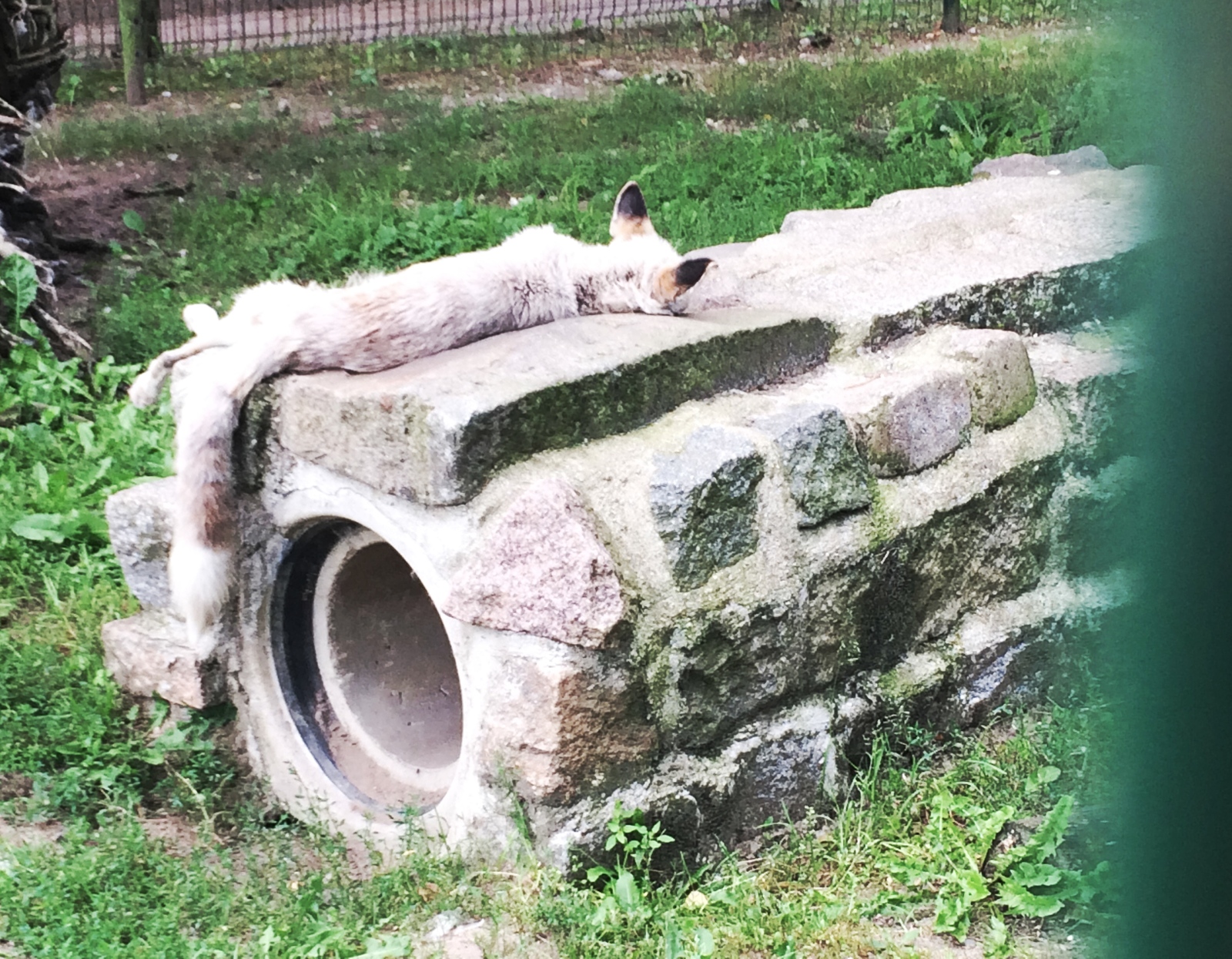 Fox in the dinosaur_park in Berlin. - Berlin, Fox, Stoned fox