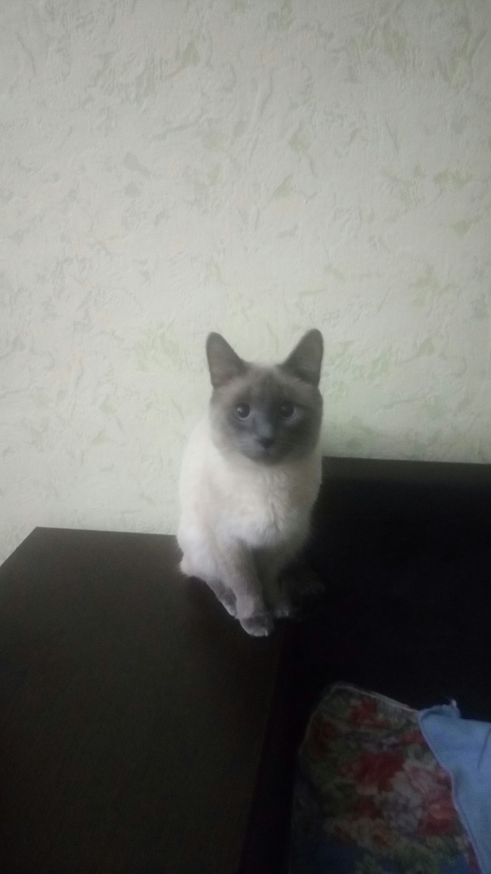 My cat) took a picture on slippers, sorry for the quality - My, cat, Longpost, 