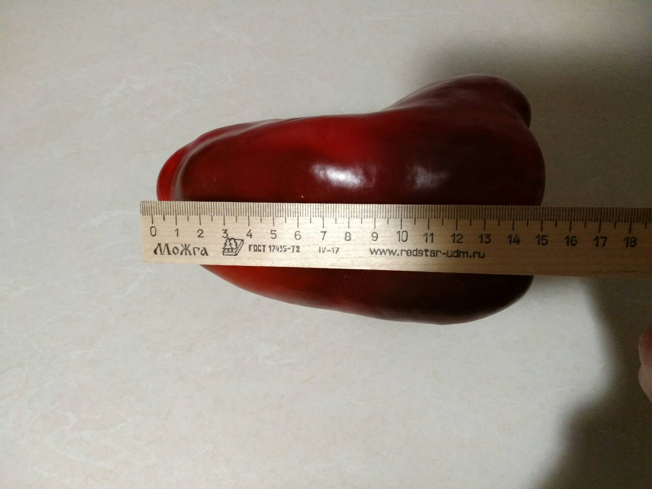 New record? - My, Dacha, Garden, Bell pepper, Monster, Longpost