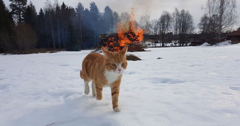 Tough guys don't turn to explode - cat, Fire, Snow