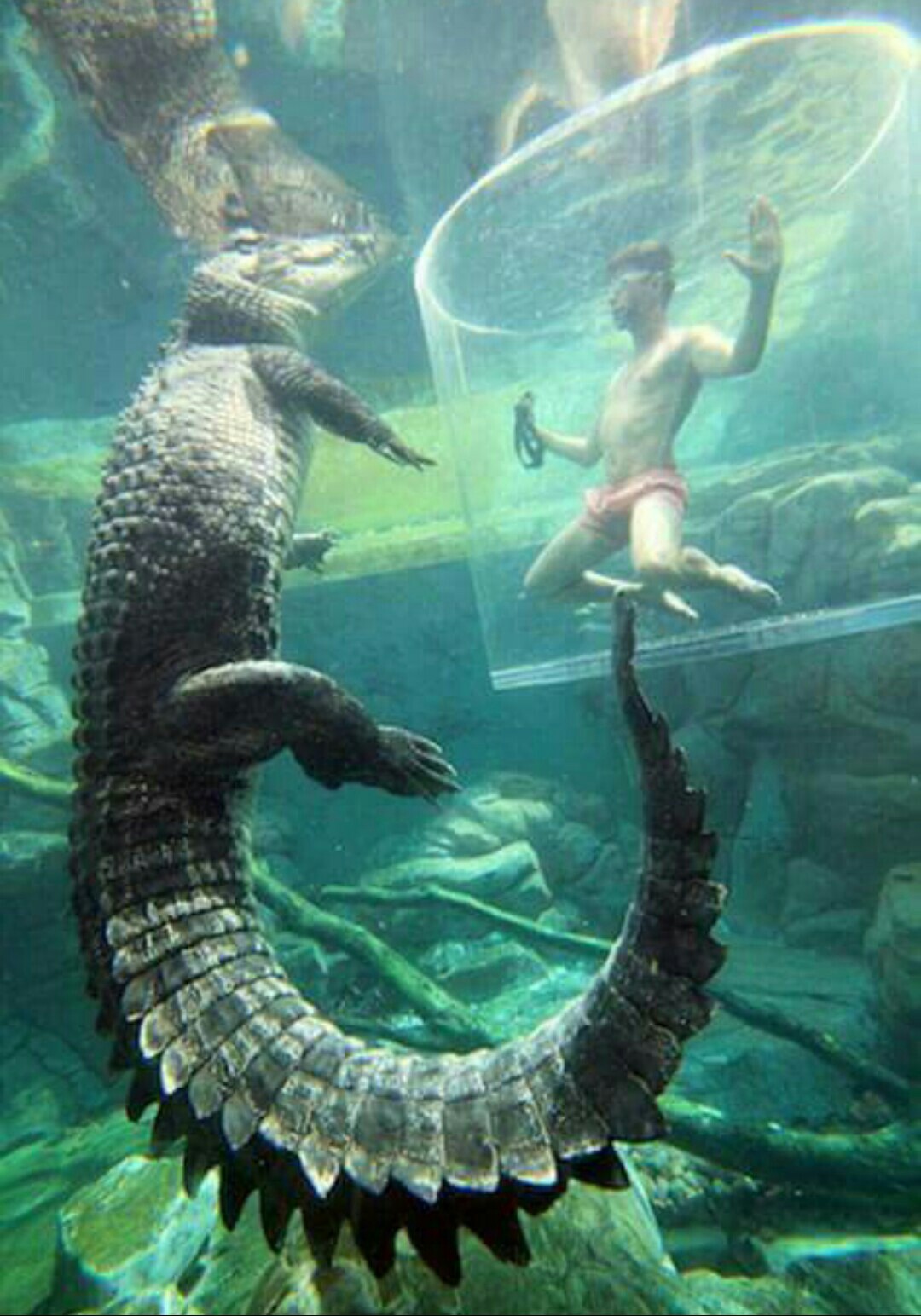 Cage of death in a crocodile cave. - The photo, Crocodile, Australia, The park, wildlife, , Longpost, Crocodiles, Extreme