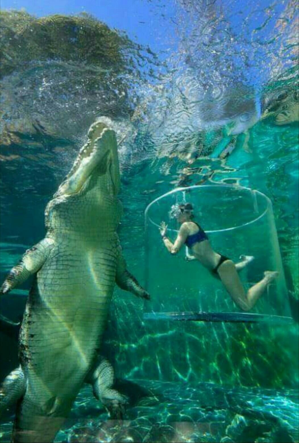 Cage of death in a crocodile cave. - The photo, Crocodile, Australia, The park, wildlife, , Longpost, Crocodiles, Extreme