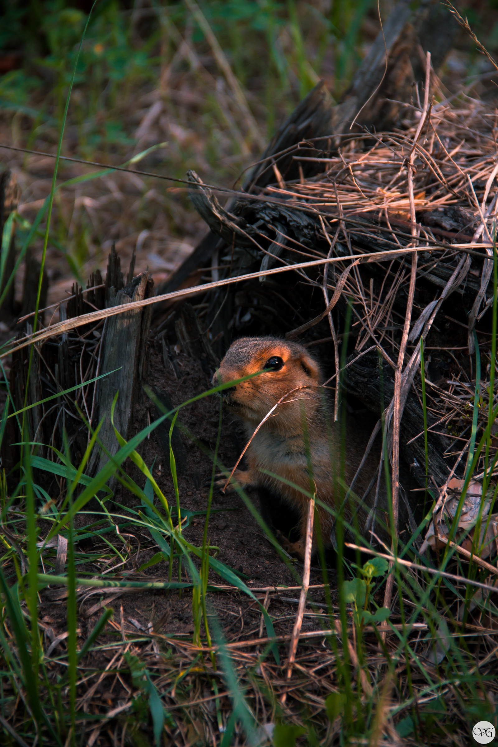 Unexpected meeting - My, Walk in the woods, The photo, Meeting, Beginning photographer, Longpost