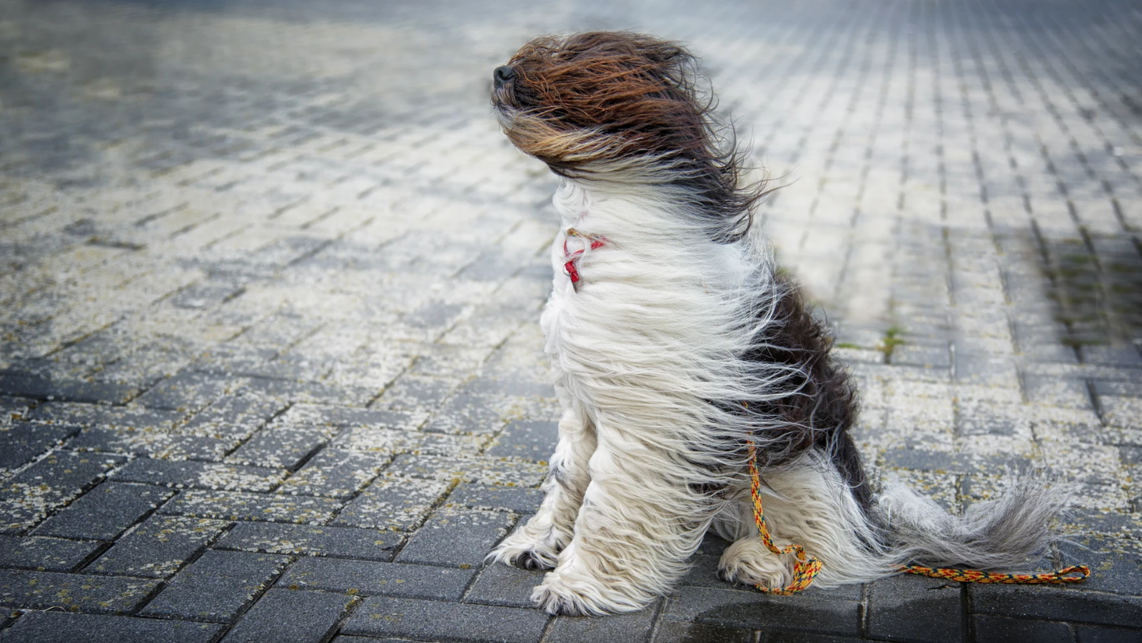 When the wind blows hard - , Wind, Dog, Animals