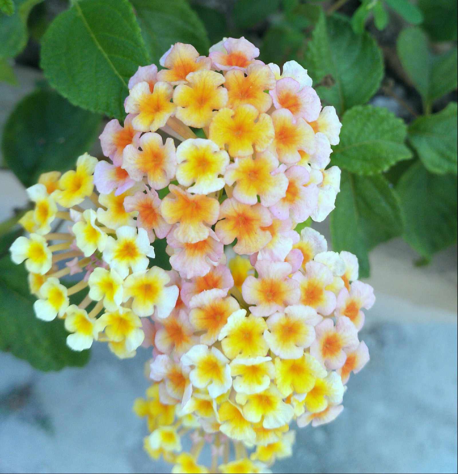 Bow buds - My, Flowers, Nature, Gradient, Bud, Bow, The photo, Longpost, 