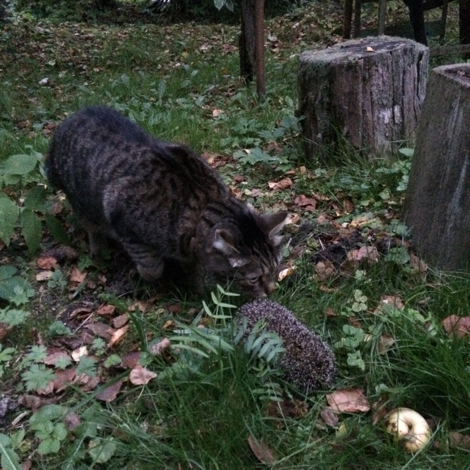 First meeting. - My, cat, Hedgehog, Forest, Longpost