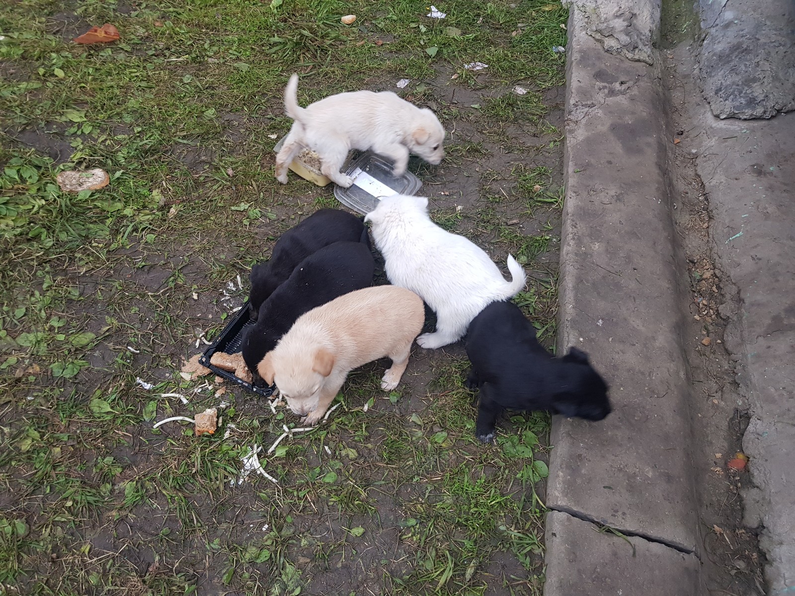 Puppies in good hands - My, Puppies, , , In good hands, Novosibirsk, Longpost