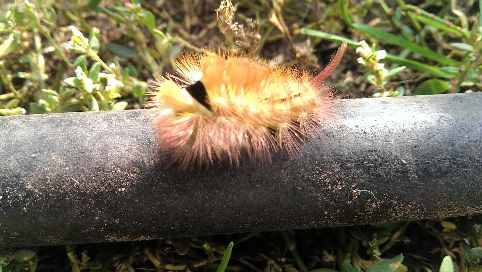 Nature miracle. - My, Caterpillar, Garden